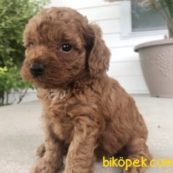 RED MİNİ BOY POODLE YAVRULARIMIZ 3