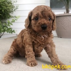 RED MİNİ BOY POODLE YAVRULARIMIZ 2