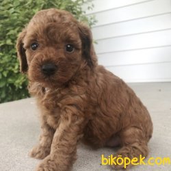 RED MİNİ BOY POODLE YAVRULARIMIZ 1