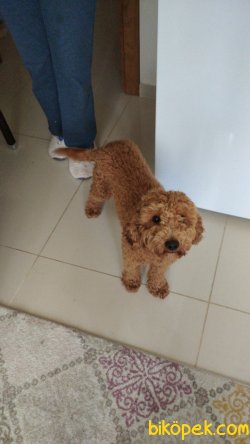 Red Poodle 5