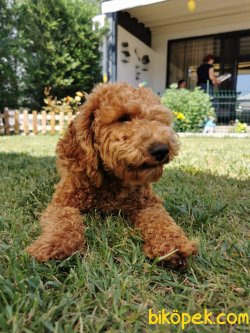 Red Poodle 1