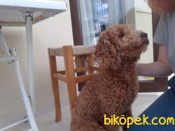 Red Poodle 4