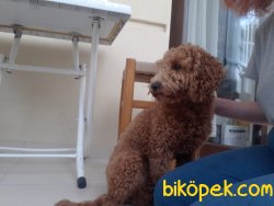 Red Poodle 3