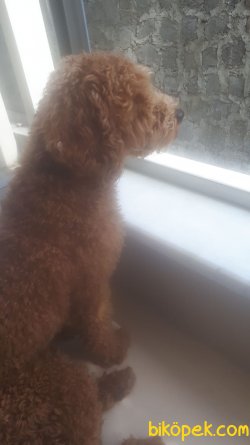 Red Poodle 2