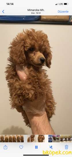 RED POODLE DİŞİ ERKEK 3