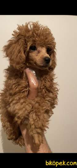 RED POODLE DİŞİ ERKEK 1