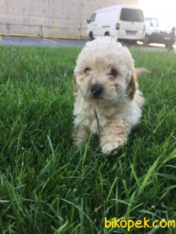 ORJİNAL POODLE YAVRU 2