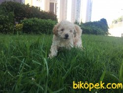 ORJİNAL POODLE YAVRU 3