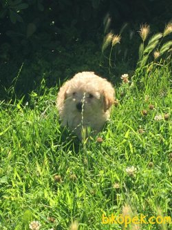 ORJİNAL POODLE YAVRU 4