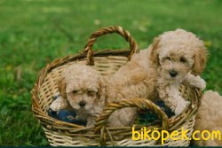 ORJİNAL POODLE YAVRU 1