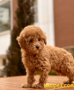 Red Rengi Toy Poodle Yavrumuz 3
