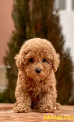 Red Rengi Toy Poodle Yavrumuz 2
