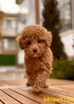Red Rengi Toy Poodle Yavrumuz 1