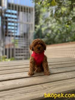Red Safkan Toy Poddle Yavrular 1