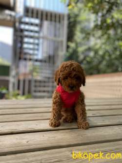 Red Safkan Toy Poddle Yavrular 3