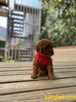 Red Safkan Toy Poddle Yavrular 2