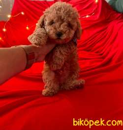 RED SİLVER WHİTE TOY POODLE YAVRULARIMİZ 3