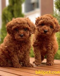 TOY POODLE RED BROWN 1