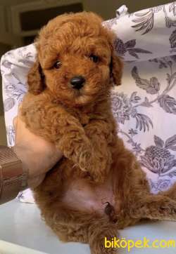 TOY POODLE RED BROWN 3