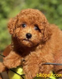 TOY POODLE RED BROWN 2