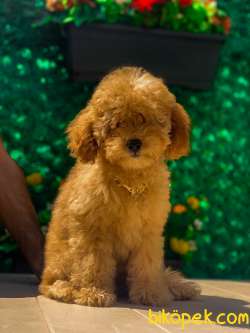 Red Toy Poddle Prenses 2
