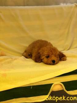 Red Toy Poddle Prenses 3