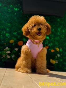 Red Toy Poddle Prenses 1