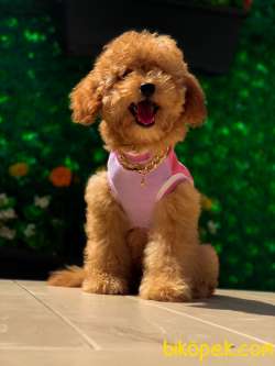 Red Toy Poddle Prenses 4
