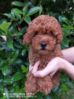 RED DARK TOY POODLE 1