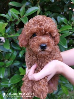 RED DARK TOY POODLE 2