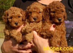 RED DARK TOY POODLE 3