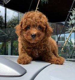 Red Toy Poodle 1