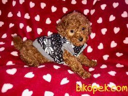 Red Toy Poodle 2