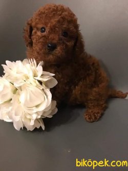 RED TOY POODLE 2