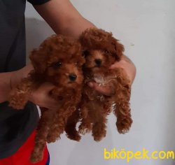 RED TOY POODLE 1