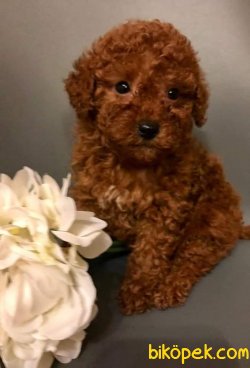 Red Toy Poodle 2