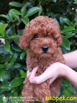 RED TOY POODLE 2