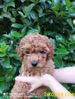 RED TOY POODLE 3