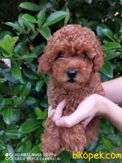 RED TOY POODLE 1