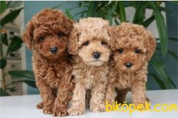 RED TOY POODLE 2
