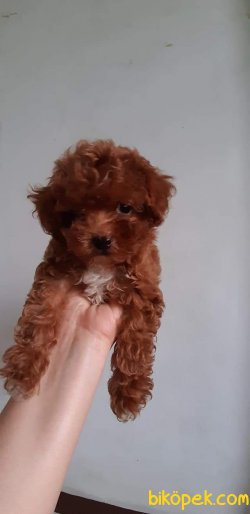 RED TOY POODLE 1