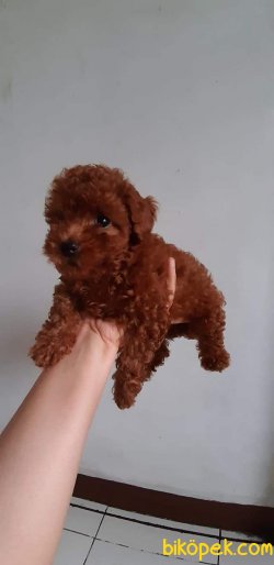 RED TOY POODLE 3