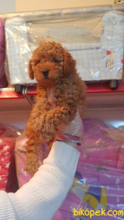 Red Toy Poodle 3