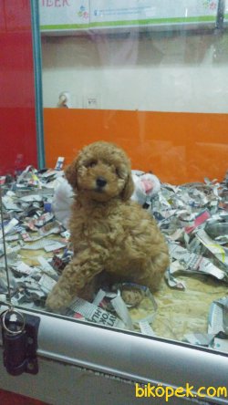 Red Toy Poodle 5