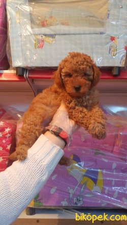 Red Toy Poodle 2