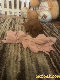Red Toy Poodle 1