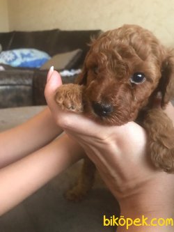 Red Toy Poodle 2