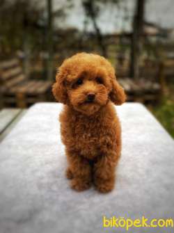 RED Toy Poodle 1