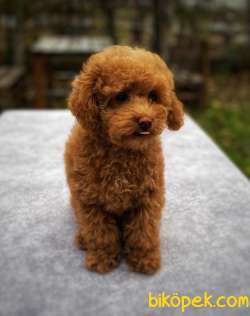RED Toy Poodle 3