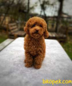 RED Toy Poodle 2